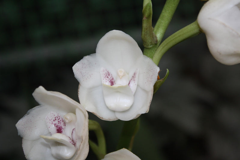 Peristeria elata Orchid Plant Most Fragrant orchid National flower of Panama