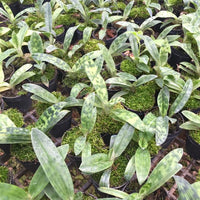 Paphiopedilum callosum