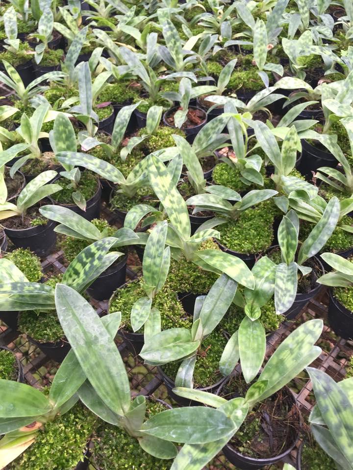 Paphiopedilum callosum