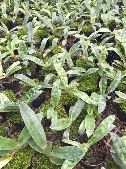 Paphiopedilum callosum