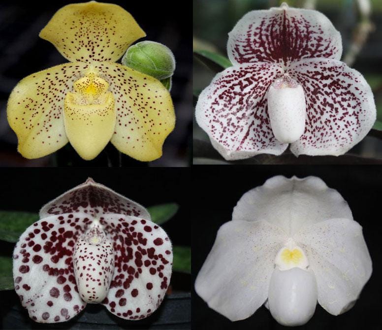Paphiopedilum collection Orchid Plant: Lady Slipper Bloom Size