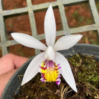 Pleione maculata