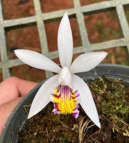 Pleione maculata