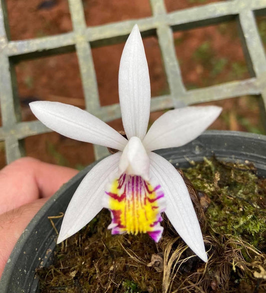 Pleione maculata