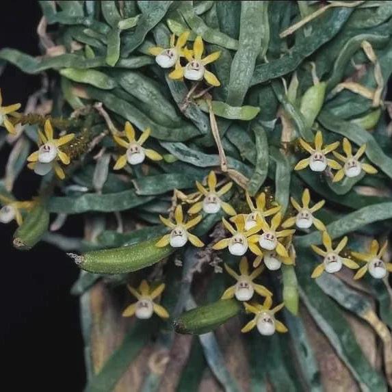 Taeniophyllum obtusum 1 Plant Orchid Species (Bloom Size)