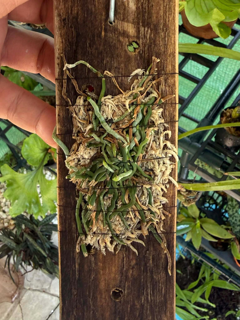 Taeniophyllum obtusum 1 Plant Orchid Species (Bloom Size)