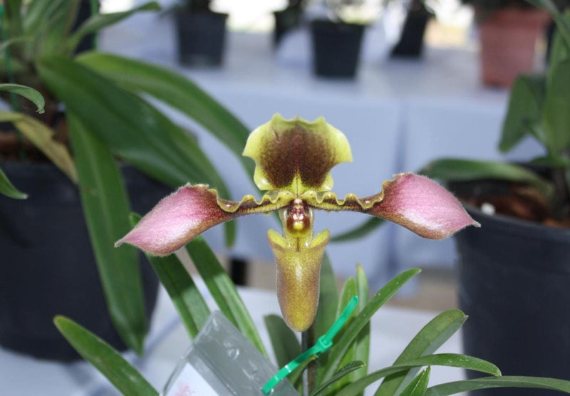 Paphiopedilum hirsutissimum Orchid Plant – Bloom Size Lady Slipper Orchid