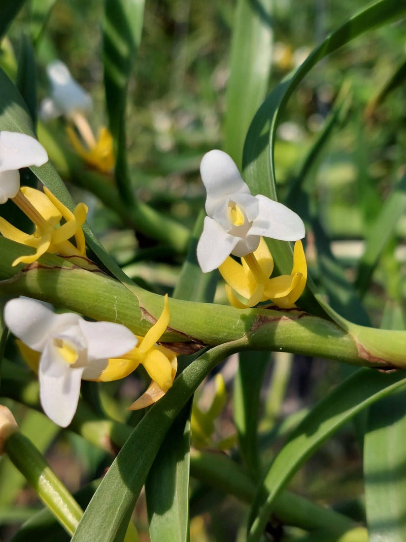 Eria albolutea Orchid Plant: Bloom Size Species Live Pot Plant