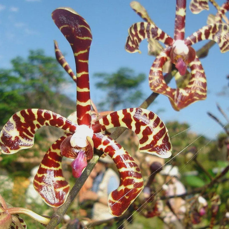 x2 Arachnis flos-aeris Orchid Plant Airy Spider Orchid, Easy Growing Epiphyte