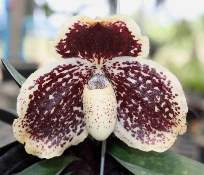 Paphiopedilum godefroyae Orchid, Lady Slipper Live Plant, Bloom Size