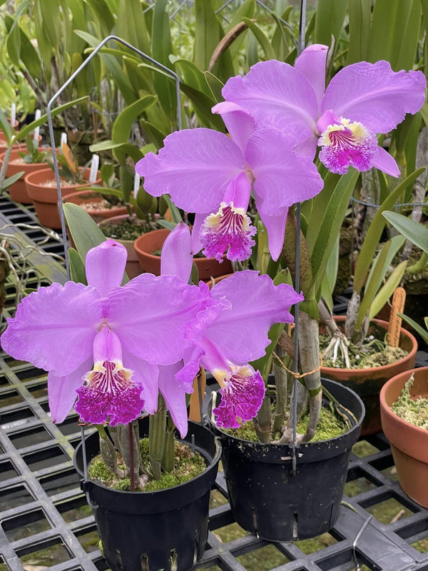 Cattleya lueddemanniana f. tipo(Rare Collector's Species – Origin: Venezuela)