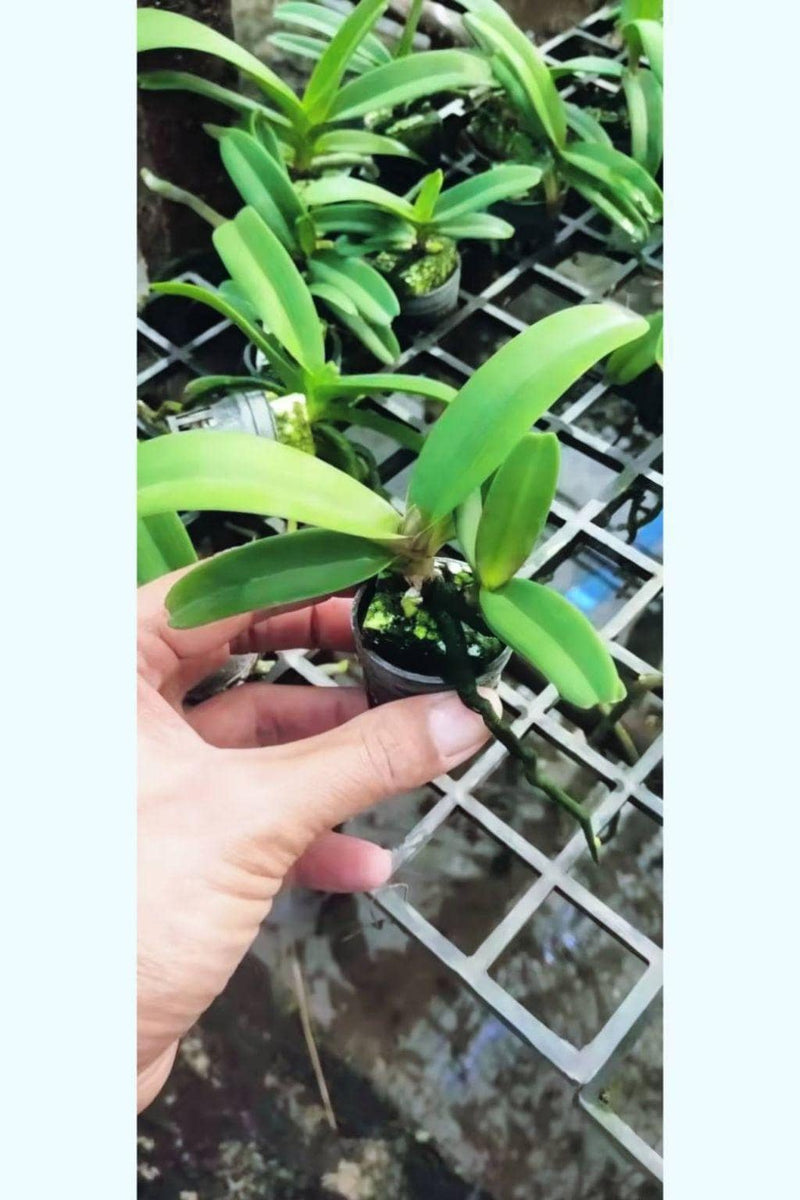 x2 Vandopsis lissochiloides  (Rare Collector's Species – Giant Vandopsis Orchid)