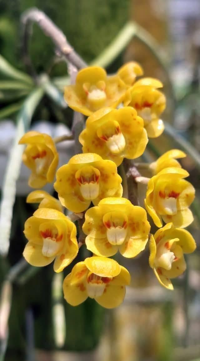 Chiloschista nakornpanomensis 1 Plant Orchid Species (Bloom Size) leafless orchid collection