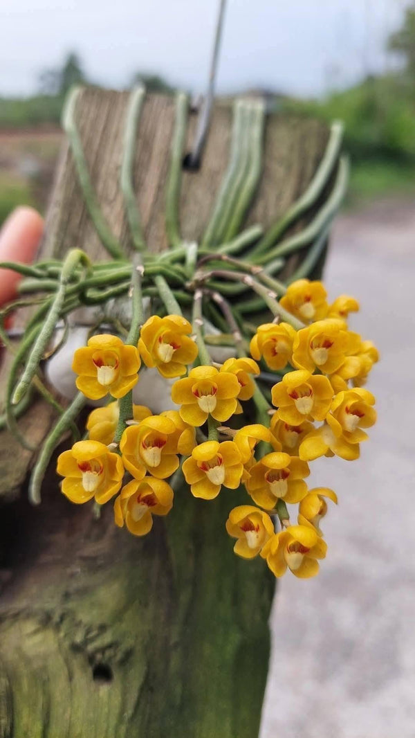 Chiloschista nakornpanomensis 1 Plant Orchid Species (Bloom Size) leafless orchid collection