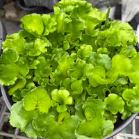 Platycerium ridleyi "Monkey King"
