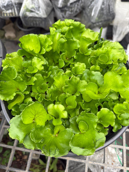 Platycerium ridleyi "Monkey King"