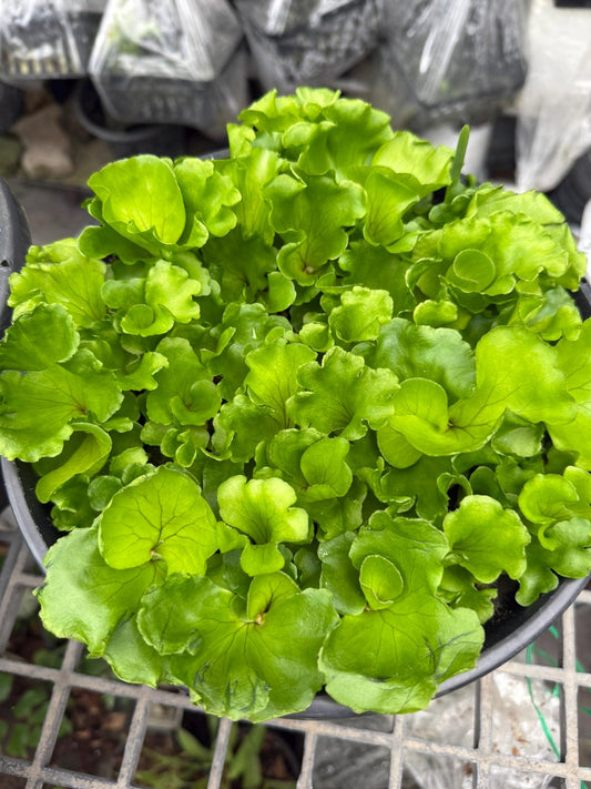 Platycerium ridleyi "Monkey King"