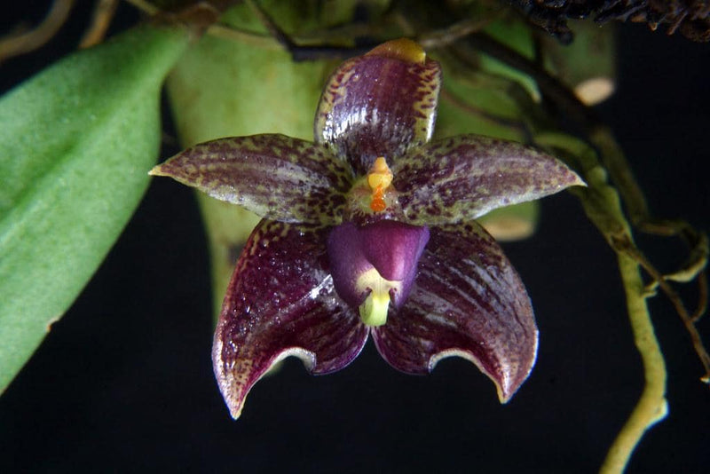Bulbophyllum ecornutum 1 Orchid Plant, Bloom Size,Mini Orchid Collection