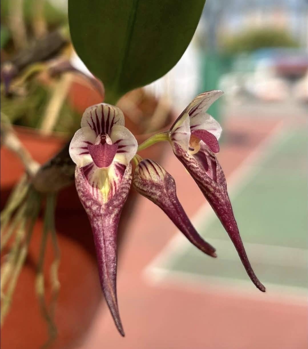 Bulbophyllum emarginatum