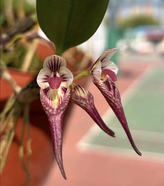 Bulbophyllum emarginatum
