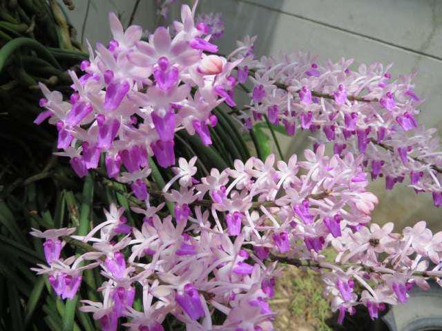 Seidenfadenia mitrata Orchid Plant, Bloom Size, Bare Root