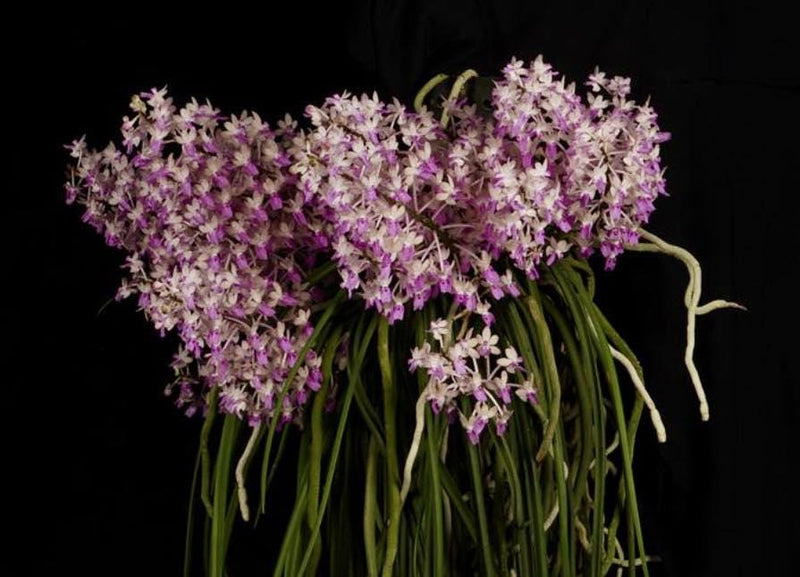 Seidenfadenia mitrata Orchid Plant, Bloom Size, Bare Root
