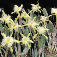 Rhyncholaelia digbyana
