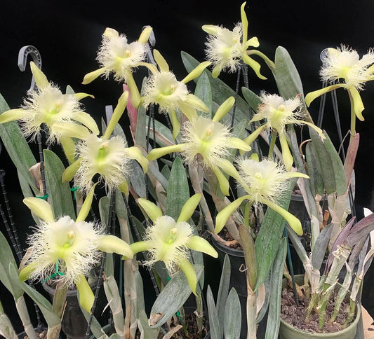 Rhyncholaelia digbyana