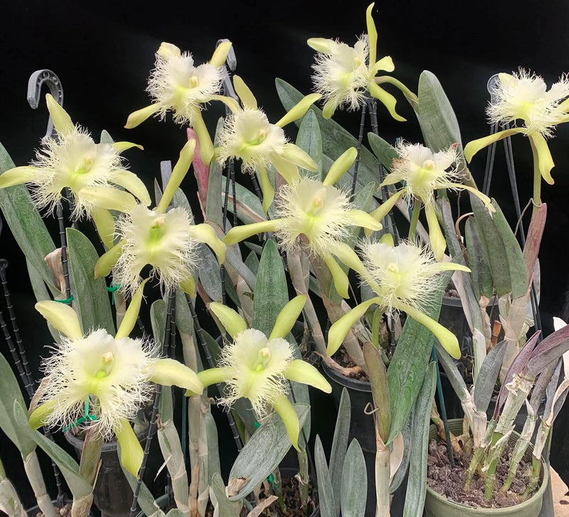 Rhyncholaelia digbyana (Rare Collector's Species – Cattleya digbayana)