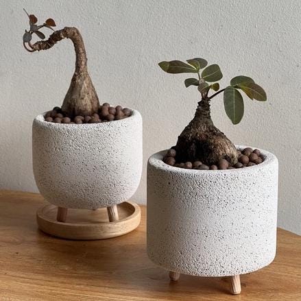 Phyllanthus Mirabilis Caudex Plant – Butterfly Buddha Belly Tuber (1.5" Pot)
