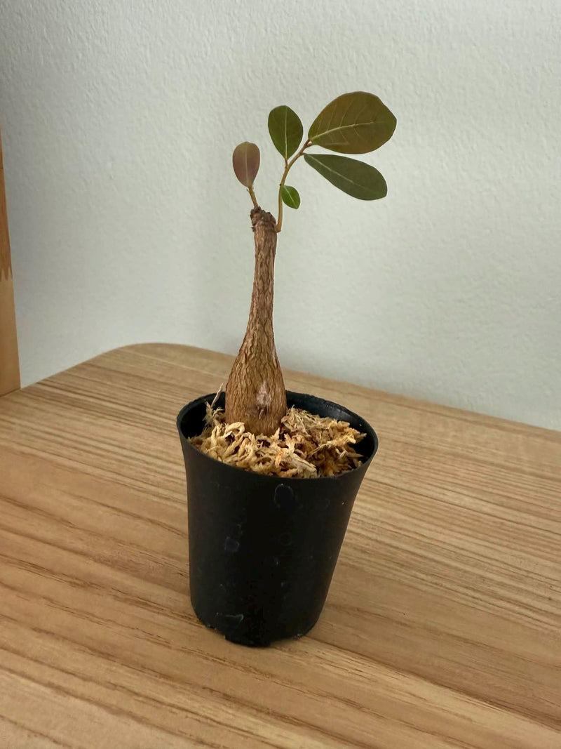 Phyllanthus Mirabilis Caudex Plant – Butterfly Buddha Belly Tuber (1.5" Pot)