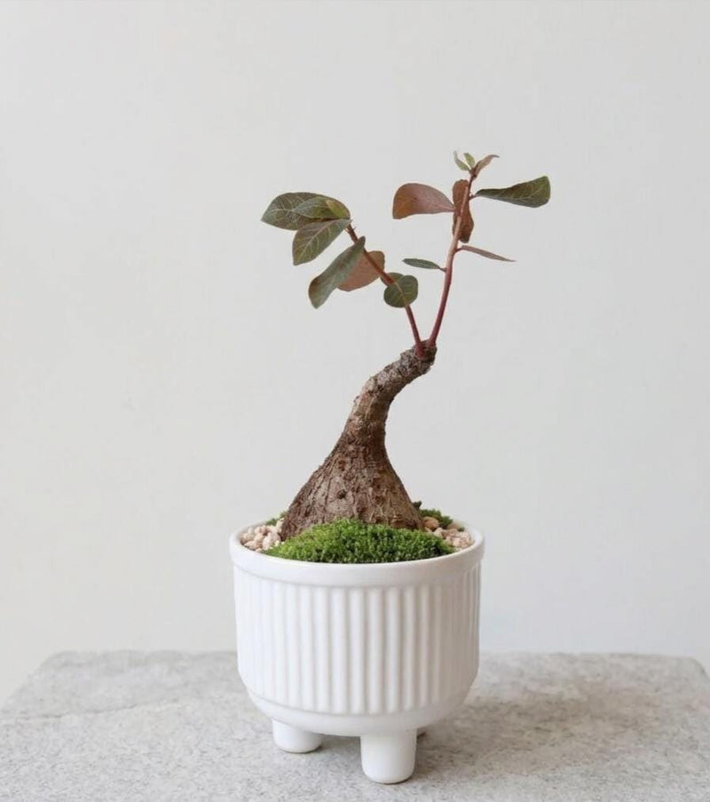 Phyllanthus Mirabilis Caudex Plant – Butterfly Buddha Belly Tuber (1.5" Pot)
