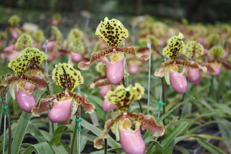 x 2 Paphiopedilum henryanum Orchid Plant – Bloom Size Lady Slipper Orchid