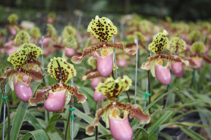 Paphiopedilum henryanum Orchid Plant – Bloom Size Lady Slipper Orchid