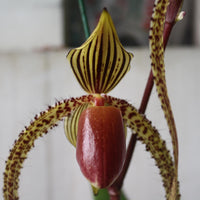 Paphiopedilum Prince Edward of York