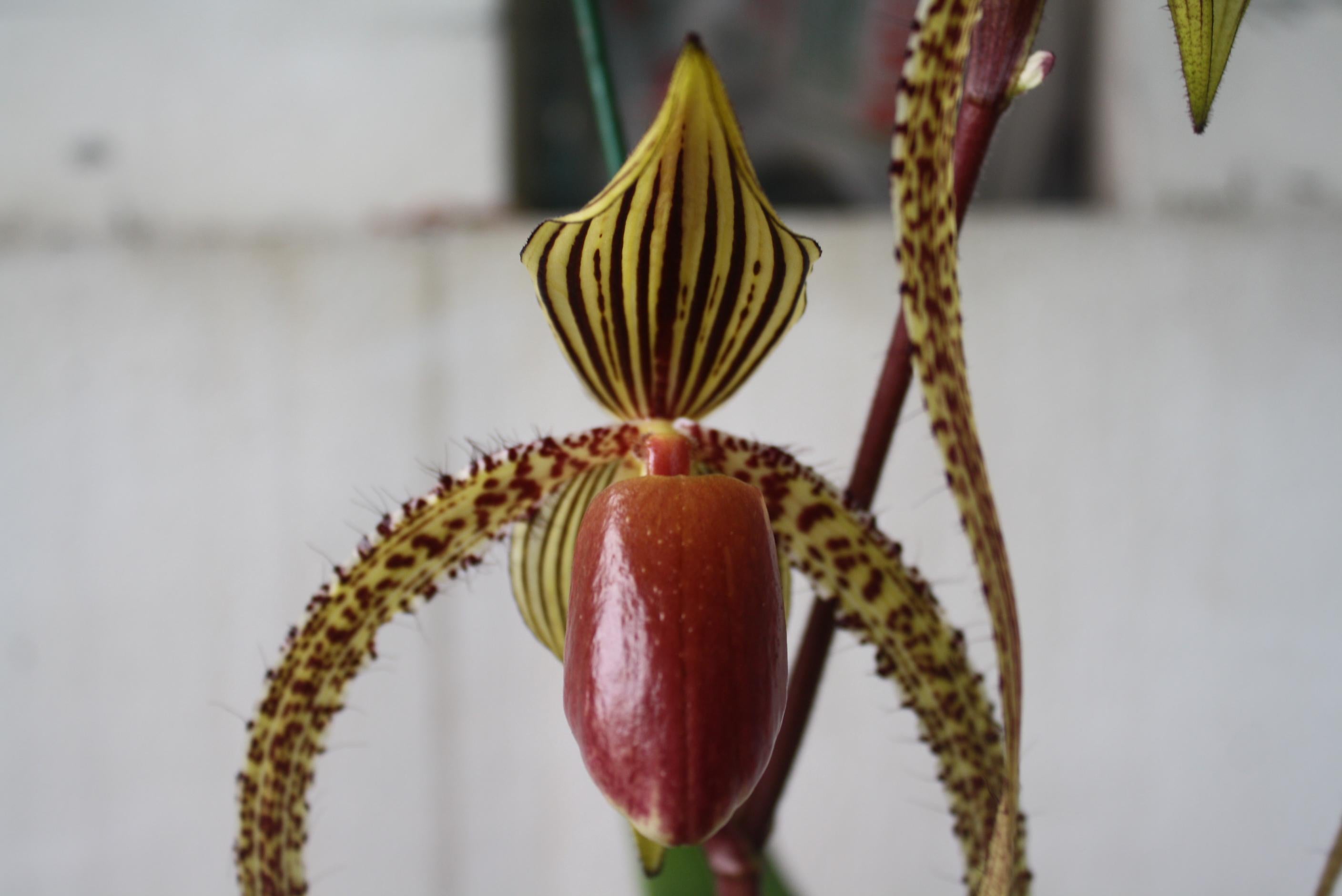 Paphiopedilum Prince Edward of York