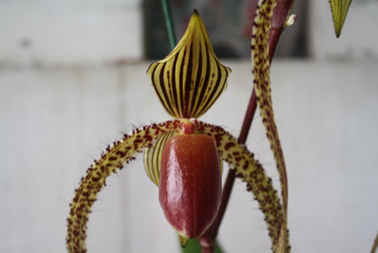 Paphiopedilum Prince Edward of York