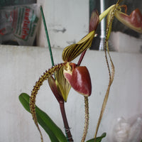 Paphiopedilum Prince Edward of York