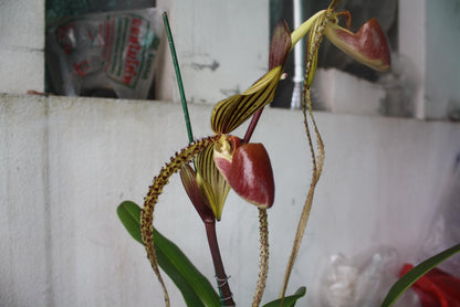 Paphiopedilum Prince Edward of York