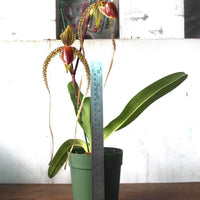 Paphiopedilum Prince Edward of York