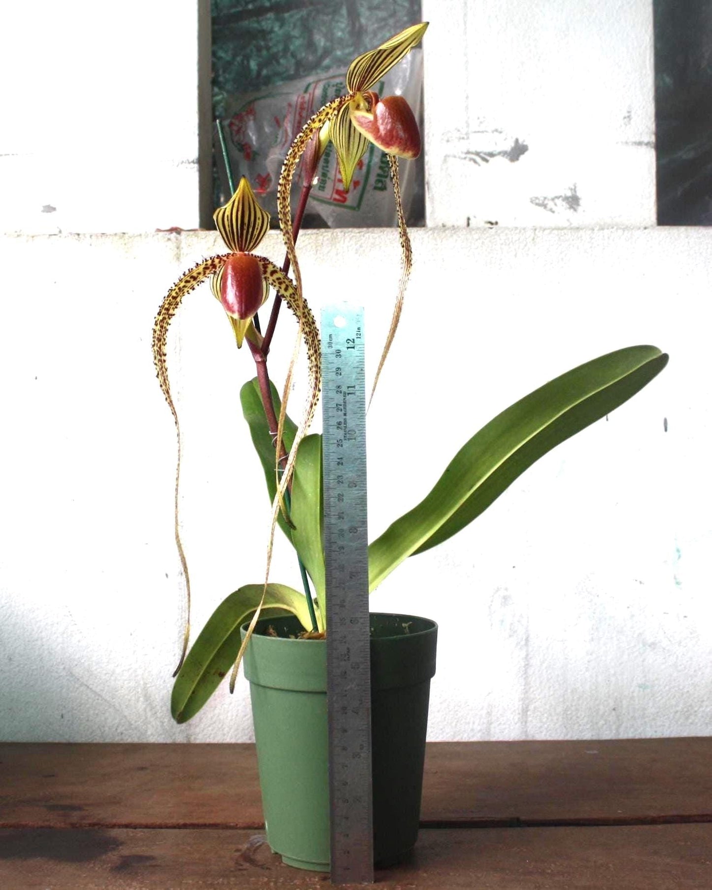 Paphiopedilum Prince Edward of York