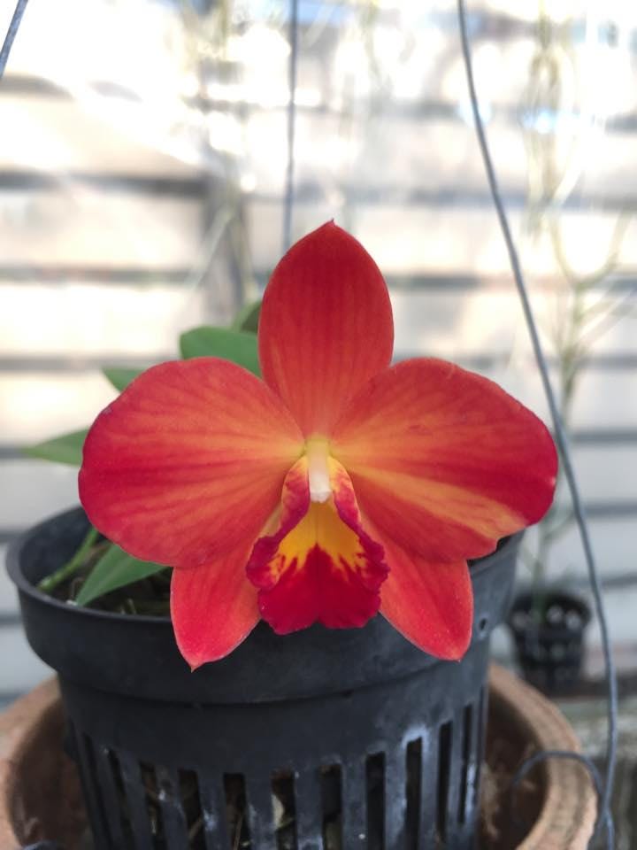 Mini  Cattleya (Red) Orchid Plant, Rare Collector Species 1 Plant