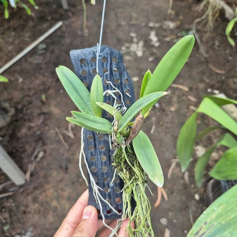 Mini  Cattleya (Red) Orchid Plant, Rare Collector Species 1 Plant