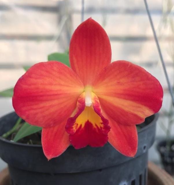Mini  Cattleya (Red) Orchid Plant, Rare Collector Species 1 Plant