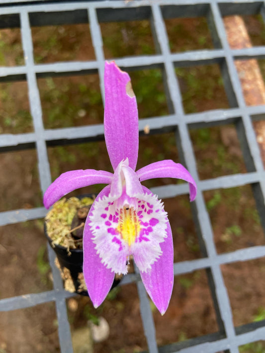 Pleione praecox