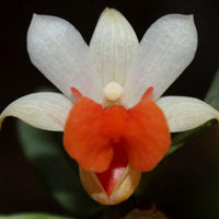 Den.bellatulum Orchid Plant
