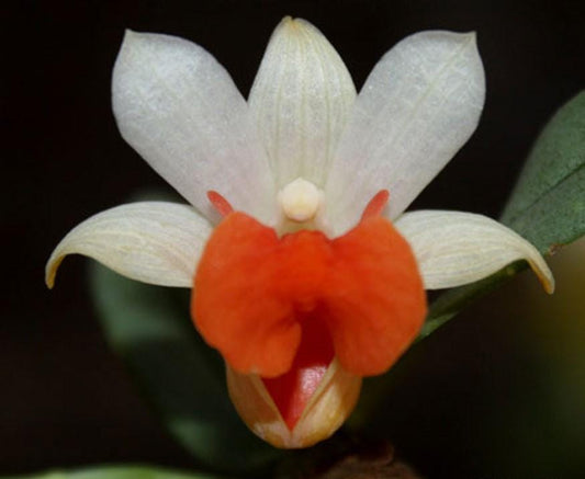 Den.bellatulum Orchid Plant