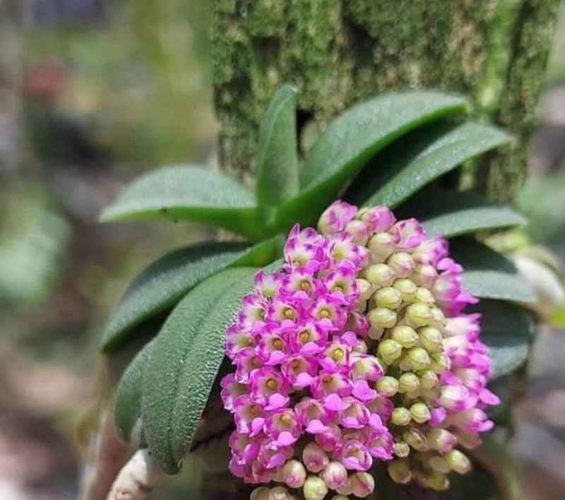 Schoenorchis fragrans 1 Plant Orchid Plant – rare miniature orchids