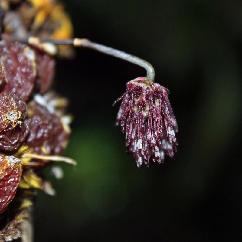 Bulbophyllum tripaleum 1 Plant Orchid Plant – rare miniature orchids