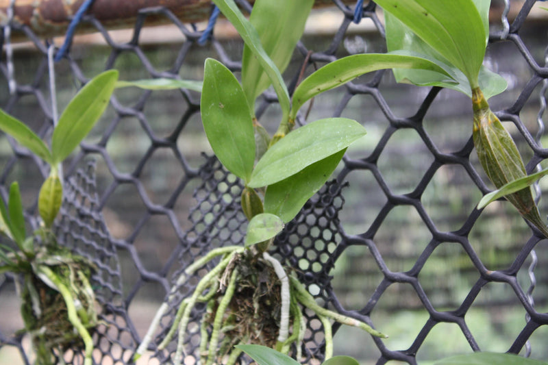 Dendrobium Thyrsiflorum Orchid Plant – Rare Starter Size Orchid Flower